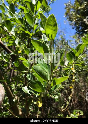 Water blossom pea (Podalyria calyptrata) Plantae Stock Photo