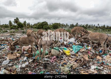 Donkeys Issue A herd of donkeys scavenge for food at a garbage dump in Lamu Old Town ...