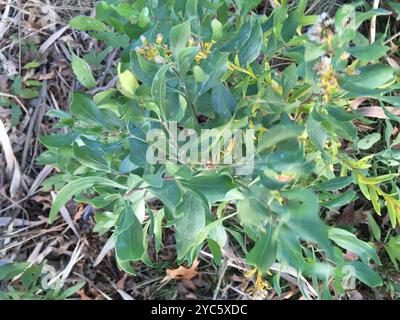 groundsel tree (Baccharis halimifolia) Plantae Stock Photo