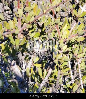 Buckbrush (Ceanothus cuneatus) Plantae Stock Photo