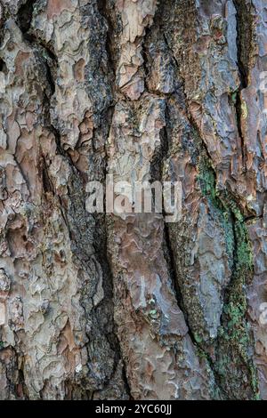 Old tree trunk bark texture Stock Photo