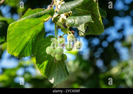 Lime blossom seeds close-up on a tree Stock Photo