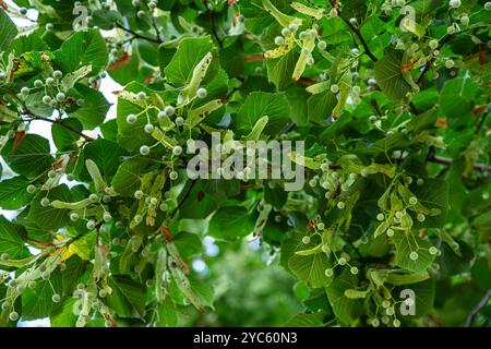 Lime blossom seeds close-up on a tree Stock Photo