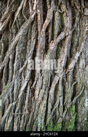 Old tree trunk bark texture Stock Photo