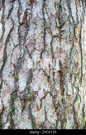 Old tree trunk bark texture Stock Photo