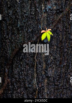 A single compound leaf remaining on vine of Virginia creeper (Parthenocissus quinquefolia) growing on a black walnut tree in early autumn in central V Stock Photo
