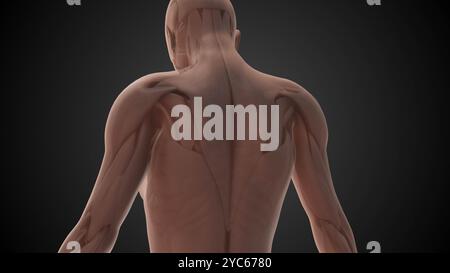 Trapezius muscle anatomy medical animation Stock Photo