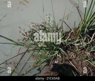 (Denekia capensis) Plantae Stock Photo