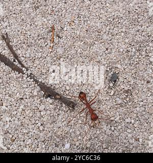 Red Bull Ant (Myrmecia gulosa) Insecta Stock Photo