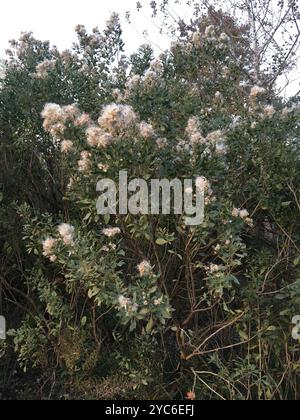 groundsel tree (Baccharis halimifolia) Plantae Stock Photo