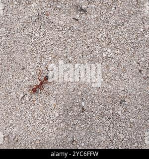 Red Bull Ant (Myrmecia gulosa) Insecta Stock Photo