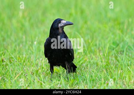 Rook (Corvus frugilegus) foraging on the ground in grassland / meadow in summer Stock Photo