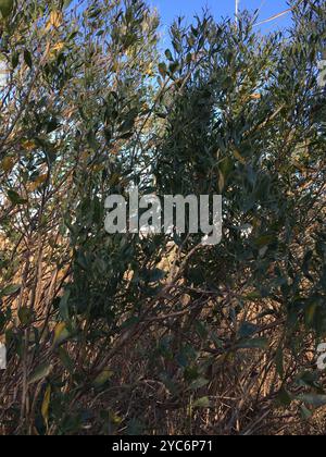 groundsel tree (Baccharis halimifolia) Plantae Stock Photo