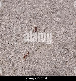 Red Bull Ant (Myrmecia gulosa) Insecta Stock Photo