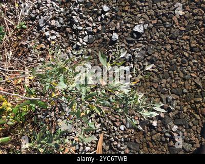 groundsel tree (Baccharis halimifolia) Plantae Stock Photo