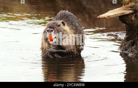 17 October 2024, Schleswig-Holstein, Lübeck: 17.10.2024, Luebeck. An adult nutria (Myocastor coypus) sits in a small stream in the Schellbruch nature reserve in Luebeck on the lower Trave. The animal is showing its large, strikingly orange teeth. The animals originate from South America and are considered an invasive species. The rodents, which were deliberately introduced and also released into the wild in the past because of their fur, are now found throughout Germany and may be hunted almost everywhere. Nutria meat is considered very tasty. Photo: Wolfram Steinberg/dpa Photo: Wolfram Steinb Stock Photo