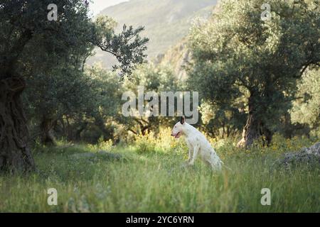 A white bull terrier walks through a grassy field surrounded by trees. The peaceful natural setting contrasts with the dog curious movement through Stock Photo