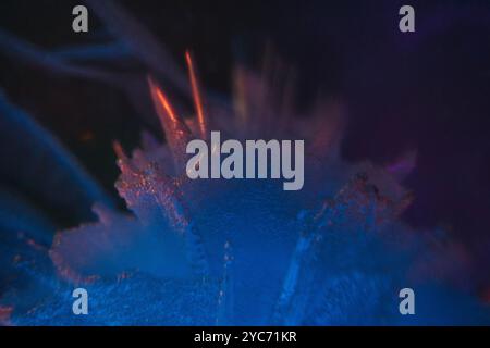 natural ice for the podium with multi-colored lighting. multi-colored ice for the presentation of products cosmetics perfumes alcohol drinks body care Stock Photo