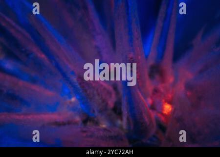 natural ice for the podium with multi-colored lighting. multi-colored ice for the presentation of products cosmetics perfumes alcohol drinks body care Stock Photo