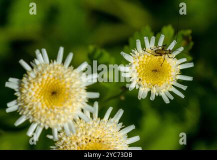 Nymph of Sickle-bearing bush cricket phaneroptera falcata on tanacetum parthenium blossoms Stock Photo