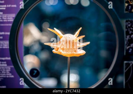 WASHINGTON DC, United States — The Sant Ocean Hall features dramatically enlarged models of microscopic marine organisms, including a radiolarian (Didimocyrtis tetrathalamus) magnified 3400 times from its actual size of 0.06 mm, and a dinoflagellate (Ceratocorys horrida) magnified 1000 times from its natural size of 0.15 mm. These models, based on scanning electron microscopy, reveal the intricate structures of oceanic microorganisms. Stock Photo