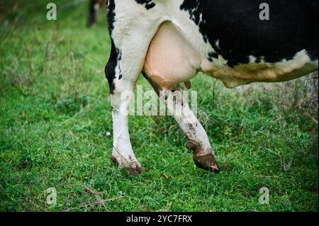 A close-up view of a dairy cow's udder in a pasture. The image shows the lower half of the cow standing in muddy soil, representing agriculture and Stock Photo