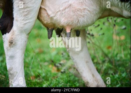 A close-up view of a dairy cow's udder in a pasture. The image shows the lower half of the cow standing in muddy soil, representing agriculture and Stock Photo