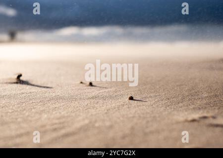 Small grains of sand are prominently displayed on a deserted beach, gently blown by the wind under a dramatic sky at sunset, highlighting nature's tra Stock Photo
