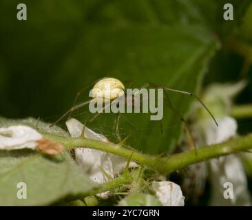 A Common candy-striped spider, Enoplognatha ovata, walking across a thin bramble  branch. Hairs on legs and abdomen visible, Closeup and well focussed. Stock Photo