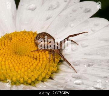 A close-up of a Common crab spider, Xysticus cristatus, taken in the rain. The background is a Common oxeye daisy. Long legs very forward. Stock Photo