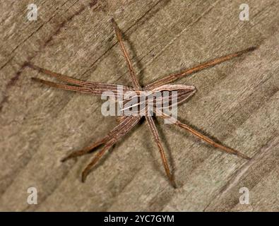 A male Nursery web spider, Pisaura mirabilis, on a piece of weathered wood. A long legged species .Well focussed and closeup with good details. Stock Photo