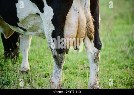 A close-up view of a dairy cow's udder in a pasture. The image shows the lower half of the cow standing in muddy soil, representing agriculture and Stock Photo