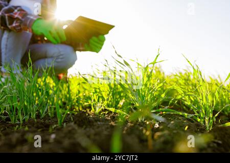female agronomist with a digital tablet in her hands checks young shoots in the field. A female farmer using a modern tablet checks the growth of her Stock Photo