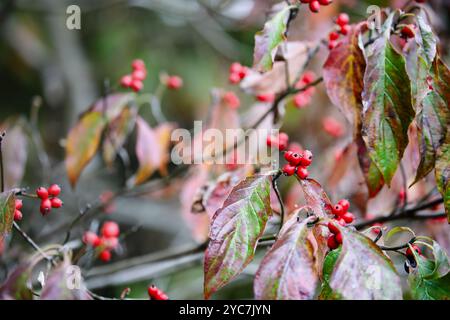 Autumn foliage and red berries of the native American dogwood tree, Cornus florida, in south central Kentucky. Shallow depth of field. Selective focus Stock Photo