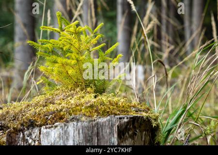 Small spruce grows on a stump in moss. Small spruce trees grow in the grass and moss. Spruce forest and two small spruces in front. Stock Photo