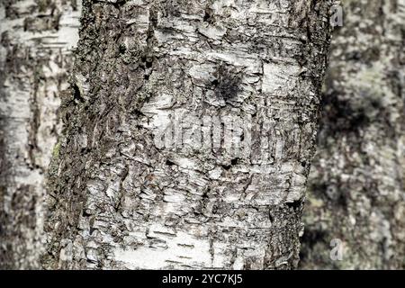 Background detail of birch tree bark. Texture of a birch tree close up. Birch tree trunk texture background. Stock Photo