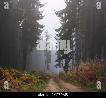Road through wild mountain pine forest on foggy autumn day. Stock Photo
