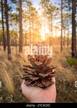 Pine Cone in Hand, Carolina Beach State Park, North Carolina, USA Stock Photo