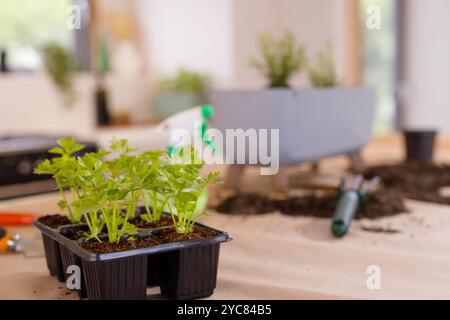 Young plants growing in tray on table, gardening tools and soil nearby, at home Stock Photo