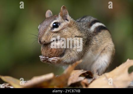 Cute little Eastern Chipmunk (Tamias striatus) finds an acorn. Stock Photo