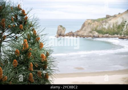 Pine tree full of pine cones along Deliverance Cove track. Castlepoint. Wairarapa. Stock Photo