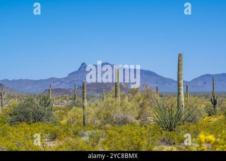 An overlooking view of Organ Pipe Cactus NM, Arizona Stock Photo