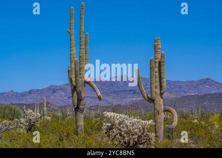An overlooking view of Organ Pipe Cactus NM, Arizona Stock Photo
