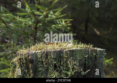 Trumpet lichen growing on a tree stump Stock Photo