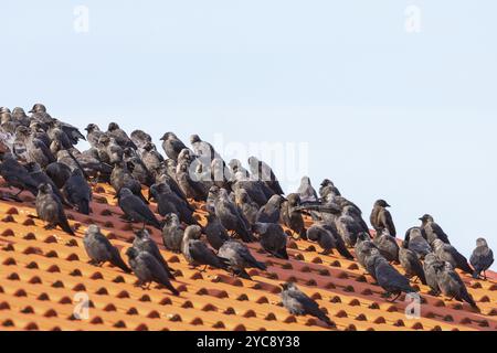 Jackdaws sitting in a flock on the roof Stock Photo