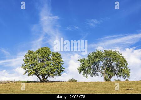 Lush green trees on a meadow with a blue summer sky Stock Photo
