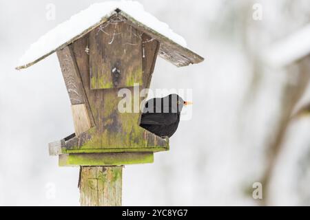 Blackbird sitting on a bird feeding Stock Photo