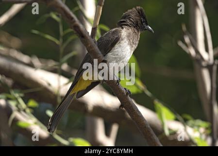 A dark capped bulbul sits on a tree branch, Botswana, Africa Stock Photo
