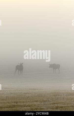Two bull moose in a field on a foggy morning Stock Photo