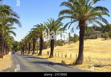 The famous palm trees of the Seppeltsfield Road in the Barossa Valley at the mausoleum of the Seppelt family, SA, Australia, Oceania Stock Photo